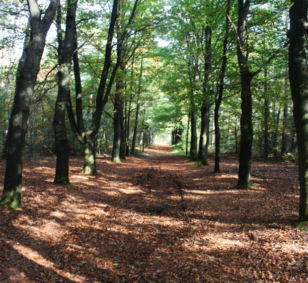 istock Forest Utrechtse heuvelrug in autumn 862886494