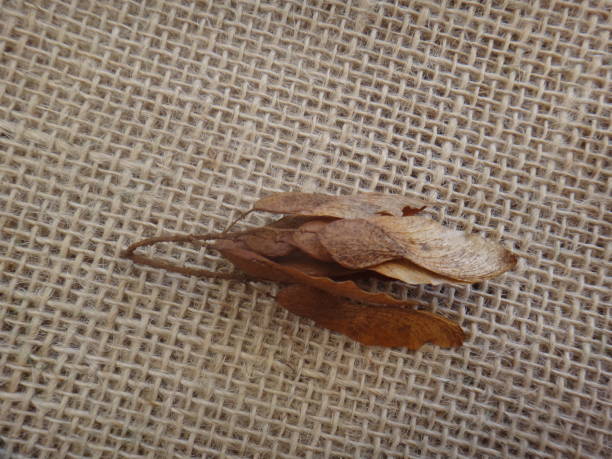 istock Tipuana seeds in a branchlet 862890098