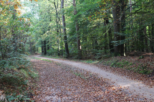 istock Forest Utrechtse heuvelrug in autumn 862891588