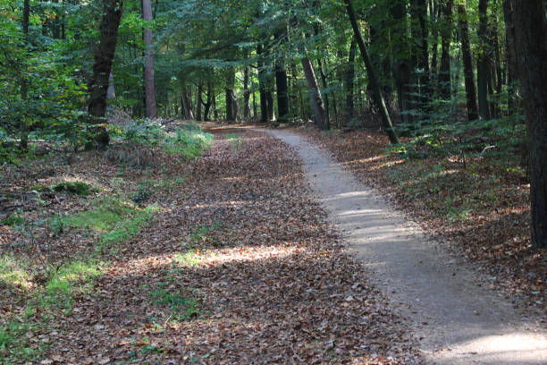 istock Forest Utrechtse heuvelrug in autumn 862892436