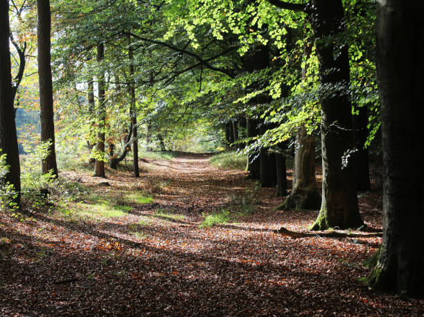Forest Utrechtse heuvelrug in autumn stock photo