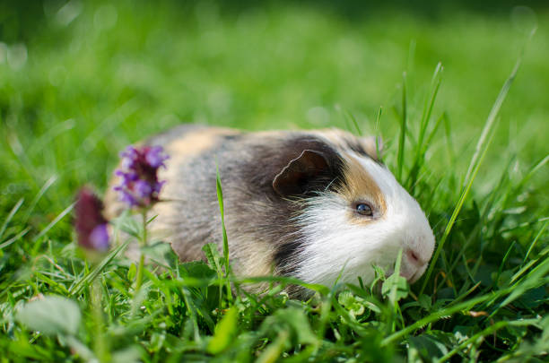 istock guinea pig walks in the fresh air and eating 862895298