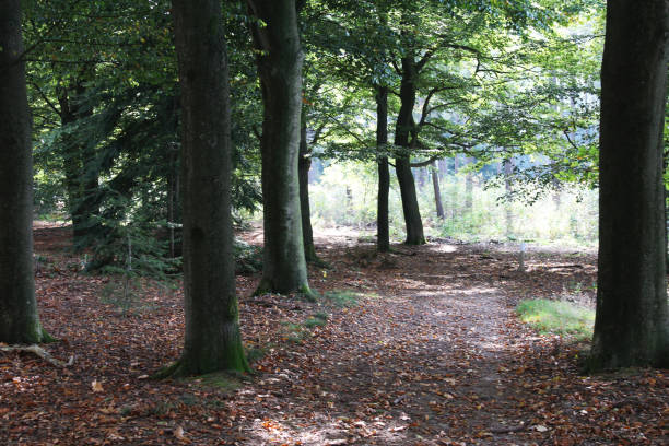 istock Forest Utrechtse heuvelrug in autumn 862896266