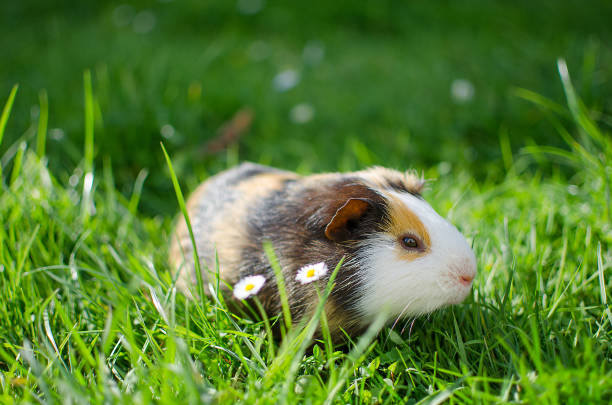 istock guinea pig walks in the fresh air and eating 862898348