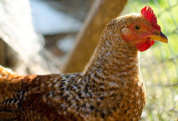 istock Home poultry chickens grazing and walking outdoors 862898360