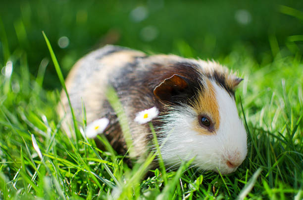 istock guinea pig walks in the fresh air and eating 862898362