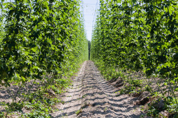 Hops cultivation. stock photo