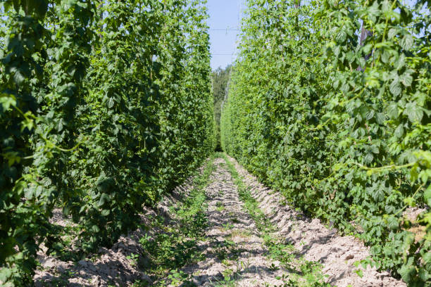 Hops cultivation. stock photo