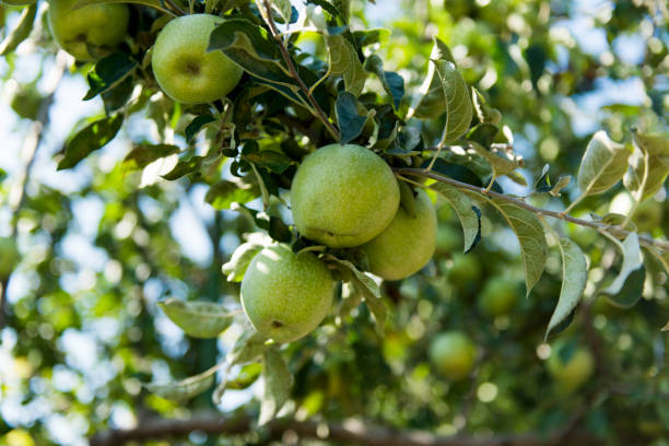 istock Green apples grow on apple tree branch with leaves under sunlight close-up 862912788