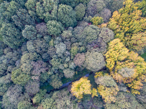 istock Aerial view of a forest 862912804