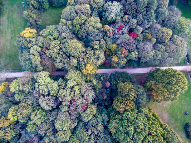 istock Aerial view of a forest 862914704