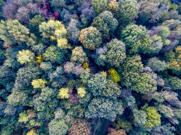 istock Aerial view of a forest 862914888