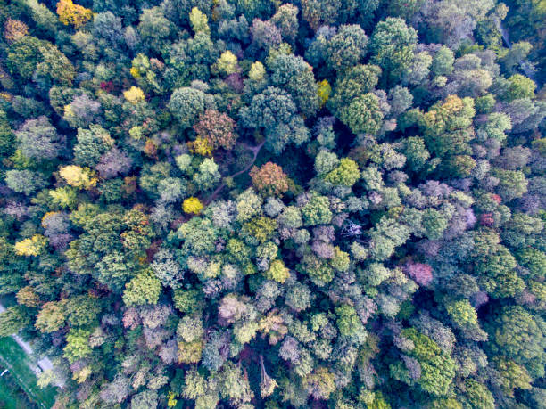 istock Aerial view of a forest 862916960