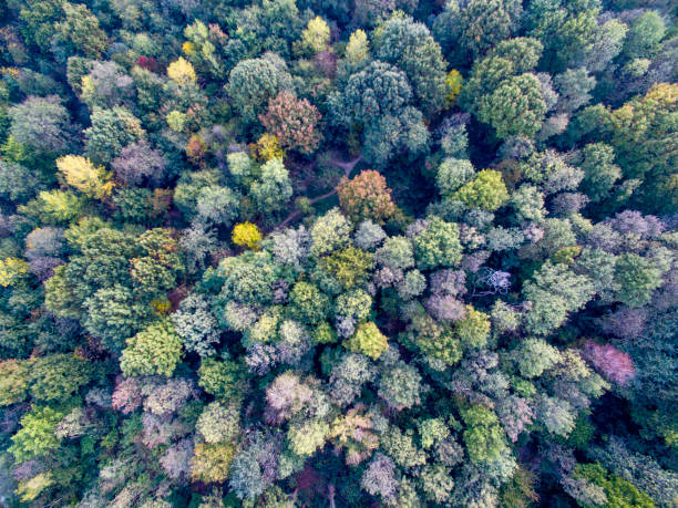 istock Aerial view of a forest 862918710
