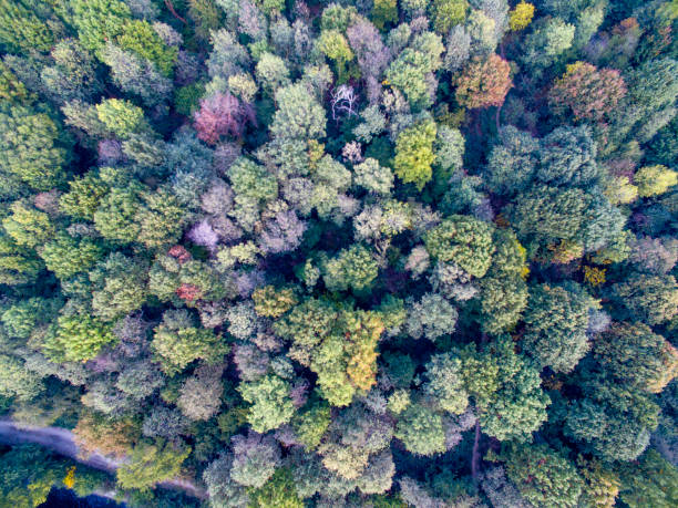 istock Aerial view of a forest 862918984
