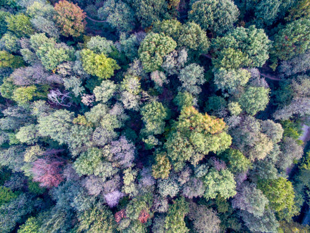 istock Aerial view of a forest 862918988