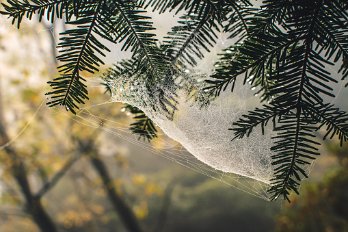 Frozen frost laden cobwebs on a Christmas tree, Christmas image.