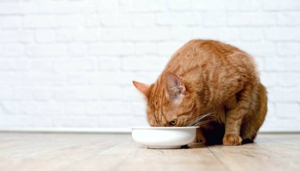 白のフードボウルから食べるトラ猫 - pet food animals feeding cat food cat bowl ストックフォトと画像
