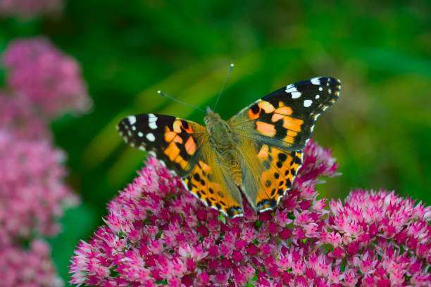 istock Flower Butterfly and Bee Collection 862931404