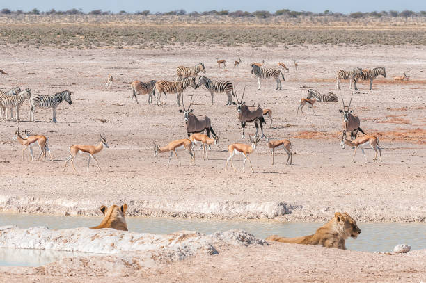 istock Lionesses watching oryx, springbok and Burchells zebras 862931408