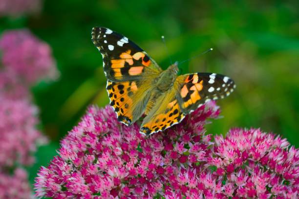 istock Flower Butterfly and Bee Collection 862931518