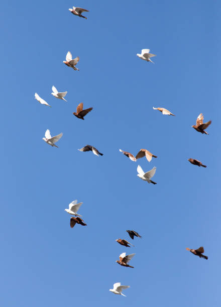 istock flock of pigeons on blue sky 862931816