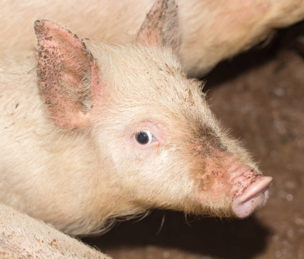 istock portrait of a pig on a farm 862932140