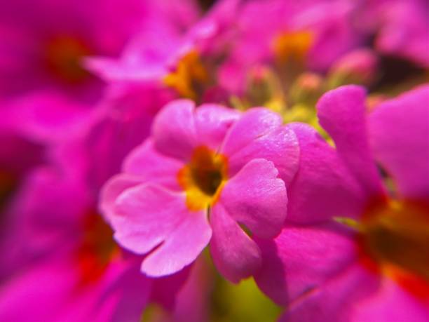 istock Pink flowers macro, flower texture background 862932214