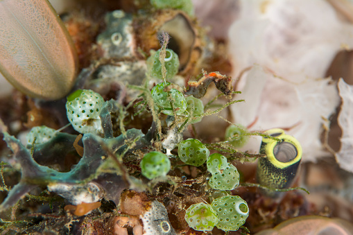 Gorgonian pygmy seahorse - Hippcampus sp
