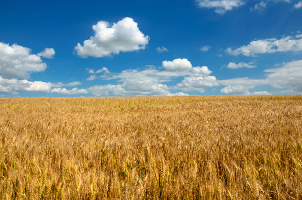 istock Wheat growing in the agricultural field. 862969952