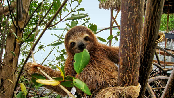 детские ленивец есть мангровые листья - costa rica стоковые фото и изображения