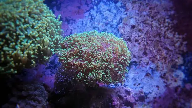 Green coral im saltwater reef aquarium tank