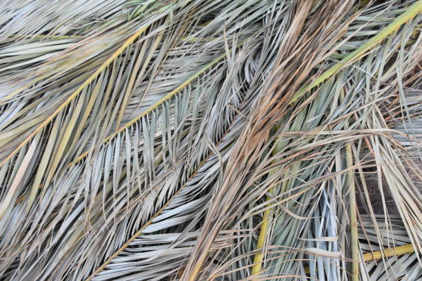 istock Background of palm palms 863013408