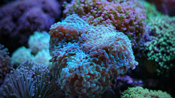 istock Coral in saltwater reef aquarium tank 863013420
