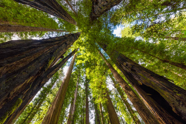 istock Avenue of the Giants 863013440