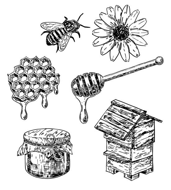 Vector ink hand drawn sketch style honey set Vector ink hand drawn honey set. Honeycombs with honey, hive, bee, wooden stick, flower, honey jar. Sweet natural organic honey vintage sketch illustration. honey crisp stock illustrations