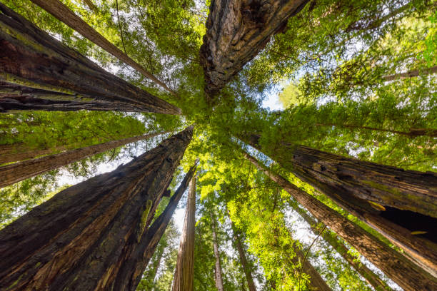 istock Avenue of the Giants 863021770