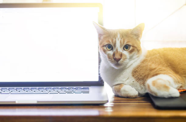 istock Cat sleeping over a laptop on wooden desk with sunrise background 863025932