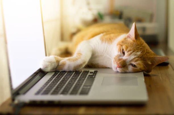 istock Cat sleeping over a laptop on wooden desk with sunrise background 863026518
