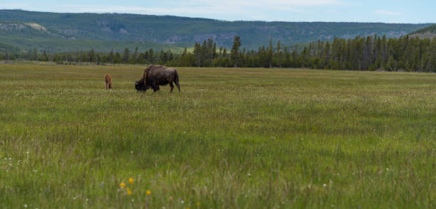 istock American Bison grazing in Yellowstone 863034254