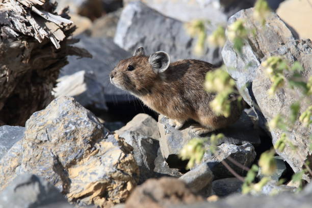 istock Pika Glacier NP Montana USA 863037822