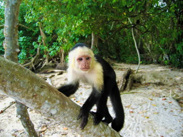 Young white-faced Capuchin monkey on a tree, national park of Cahuita, Caribbean, Costa Rica