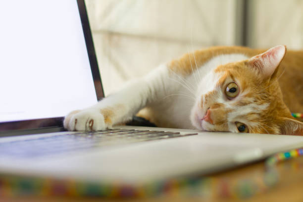 istock Cat sleeping over a laptop on wooden desk with sunrise background 863075862