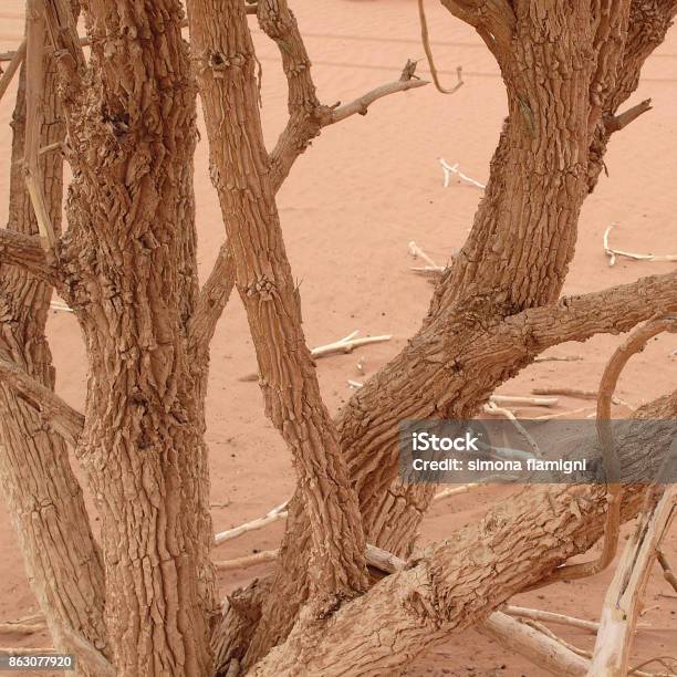 Calotropis Procera Stock Photo - Download Image Now - Africa, Awbari Sand Sea, Botany