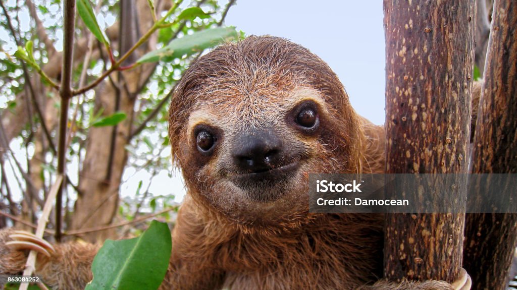 Baby sloth Cute face of young brown-throated sloth, Central America Sloth Stock Photo