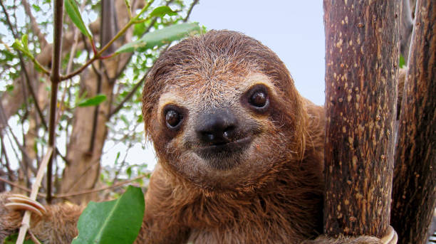 Baby sloth Cute face of young brown-throated sloth, Central America young animal photos stock pictures, royalty-free photos & images