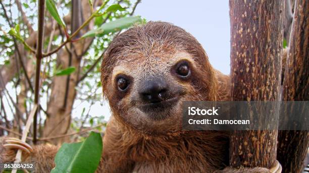 Baby Sloth Stock Photo - Download Image Now - Sloth, Animal, Animal Themes