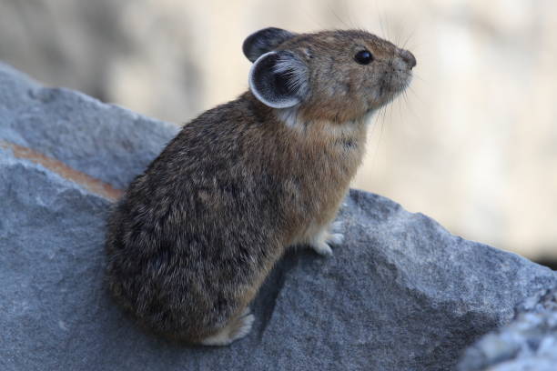 istock Pika Glacier NP Montana USA 863092590