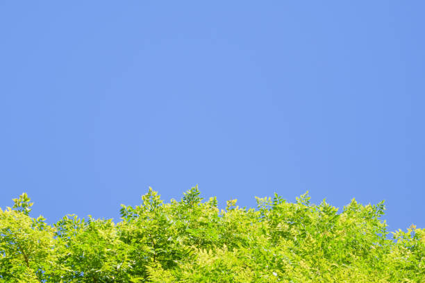 istock Bright green leaves against blue sky at the bottom of the frame, copy space using as background or wallpaper 863092702