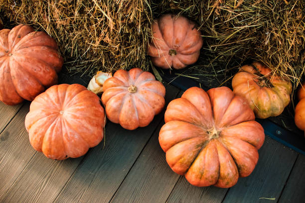 istock pumpkins for Halloween, orange vegetables 863093760